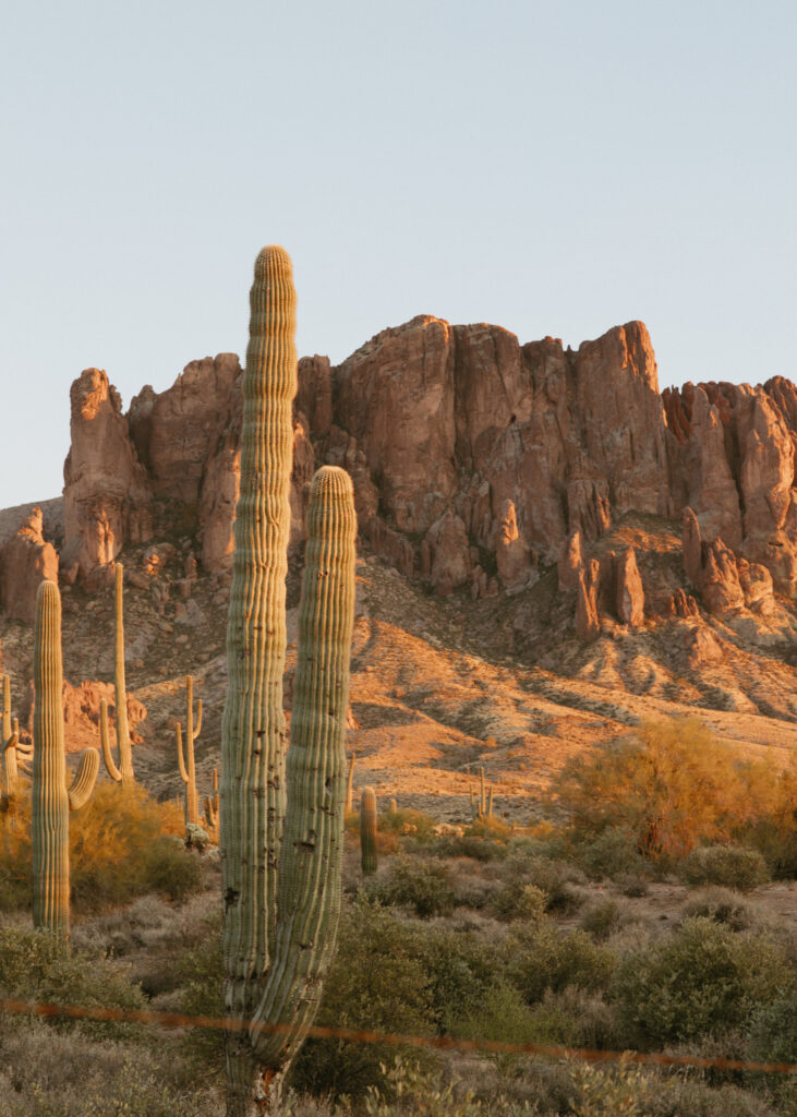 Cactus at Lost Dutchman State Park 